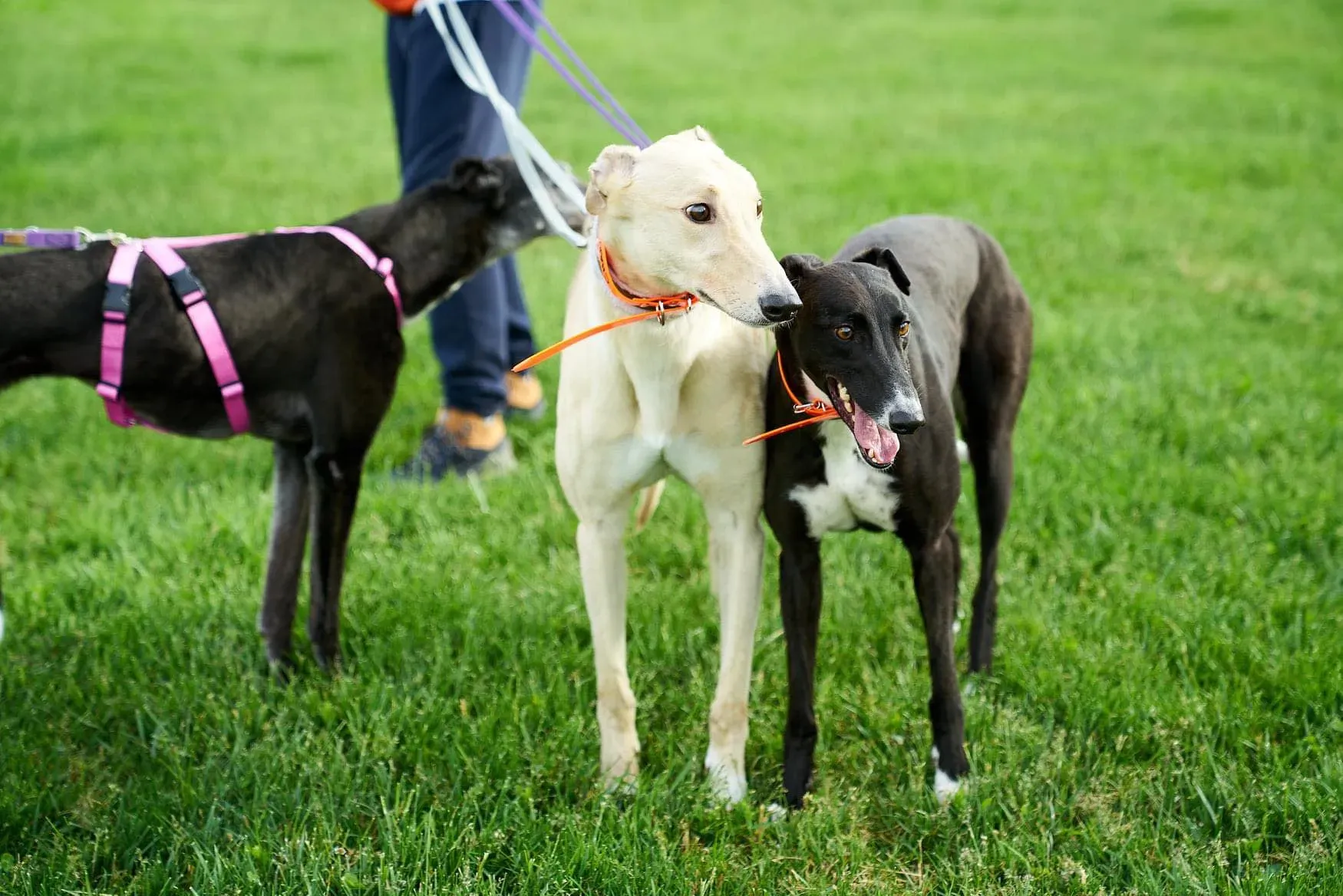 Charlie adozione levrieri greyhound 1day petlevrieri 19