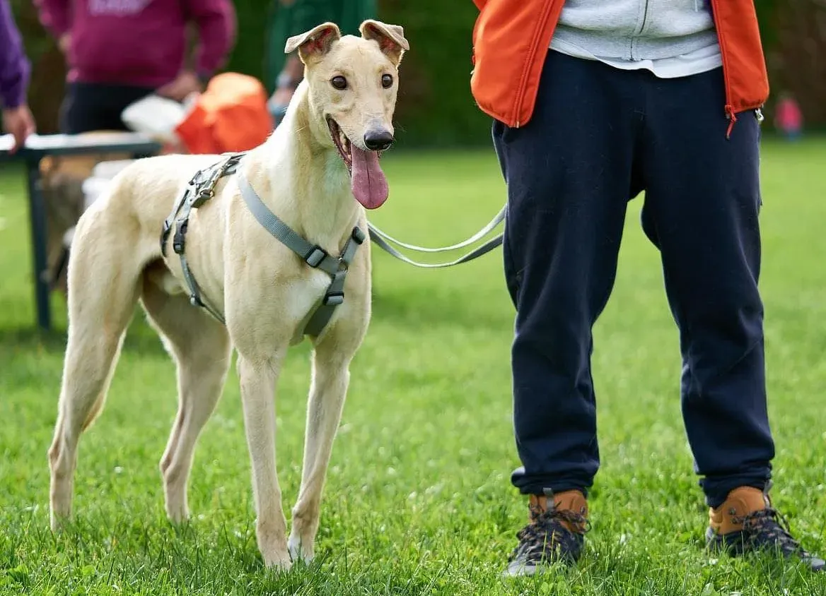 Charlie adozione levrieri greyhound 1day petlevrieri 2 e1621763143966