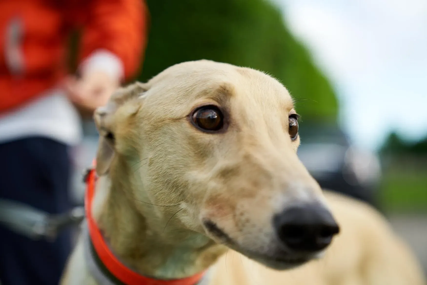 Charlie adozione levrieri greyhound 1day petlevrieri 20
