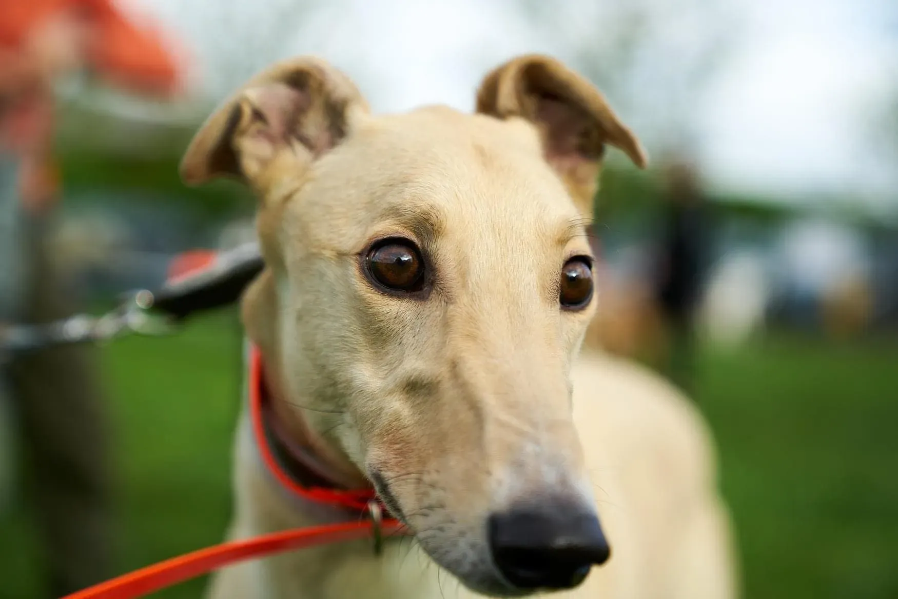 Charlie adozione levrieri greyhound 1day petlevrieri 21