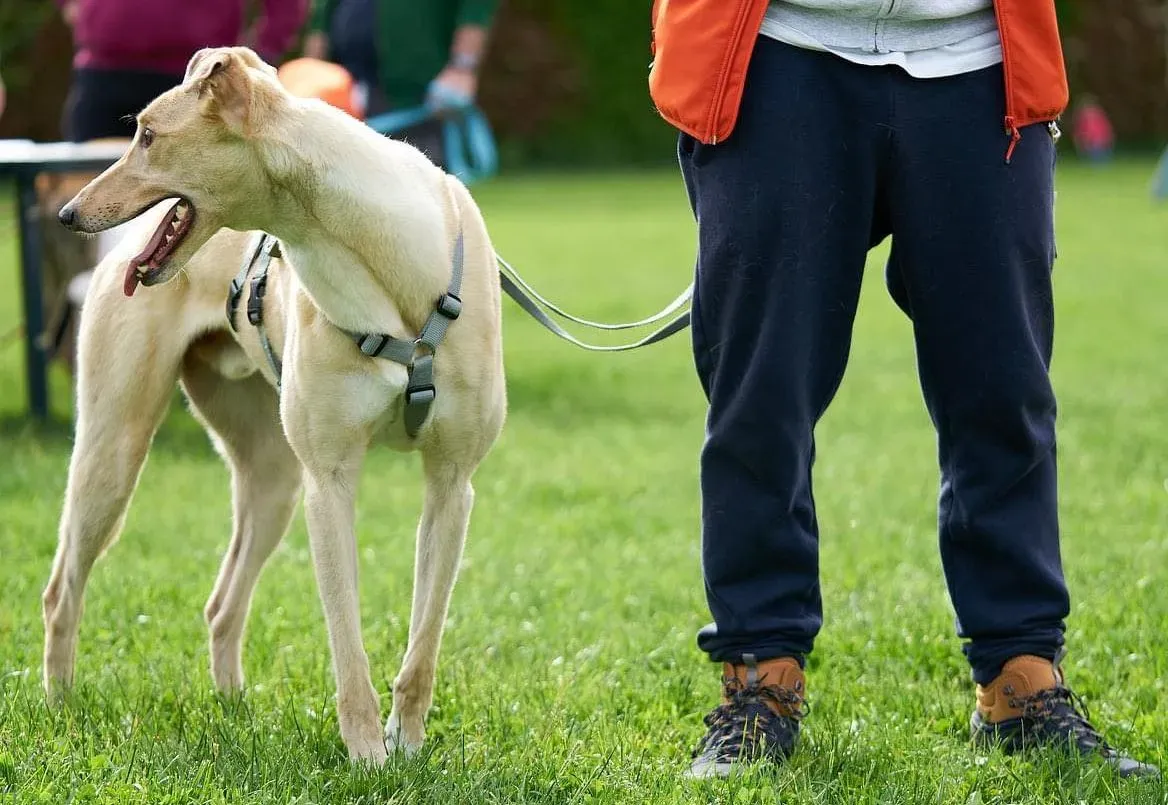 Charlie adozione levrieri greyhound 1day petlevrieri 3 e1621763184505