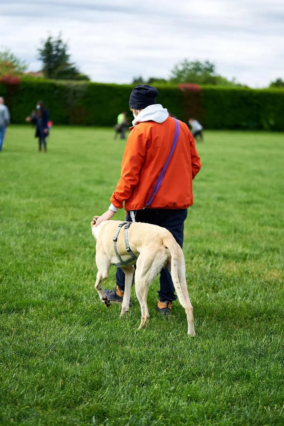 Charlie adozione levrieri greyhound 1day petlevrieri 4