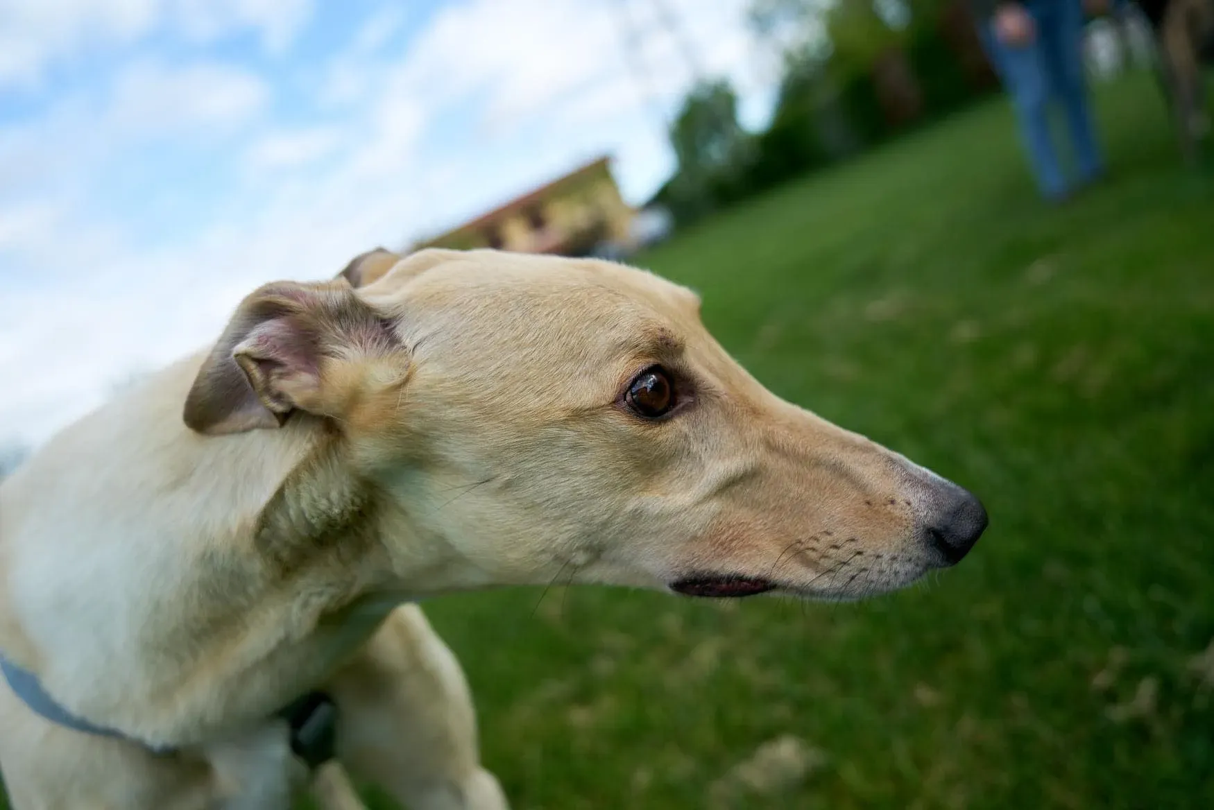 Charlie adozione levrieri greyhound 1day petlevrieri 5