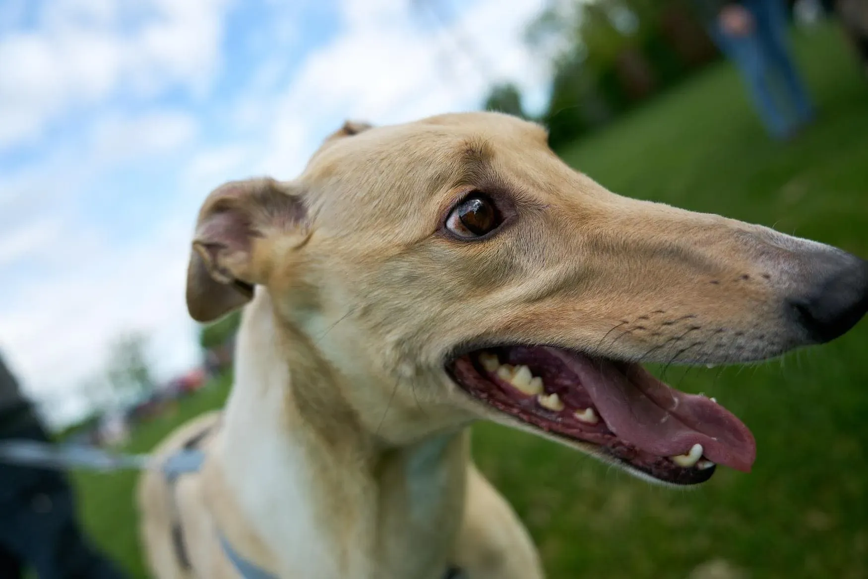 Charlie adozione levrieri greyhound 1day petlevrieri 6