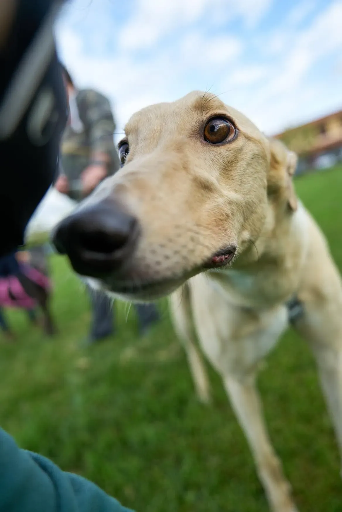 Charlie adozione levrieri greyhound 1day petlevrieri 8