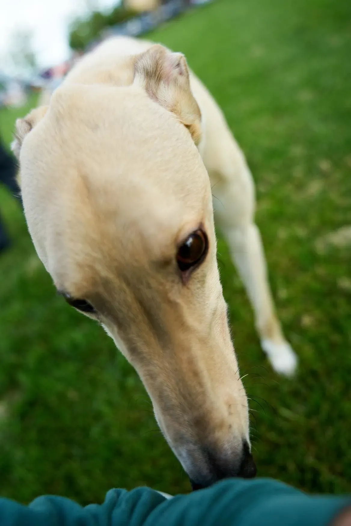 Charlie adozione levrieri greyhound 1day petlevrieri 9