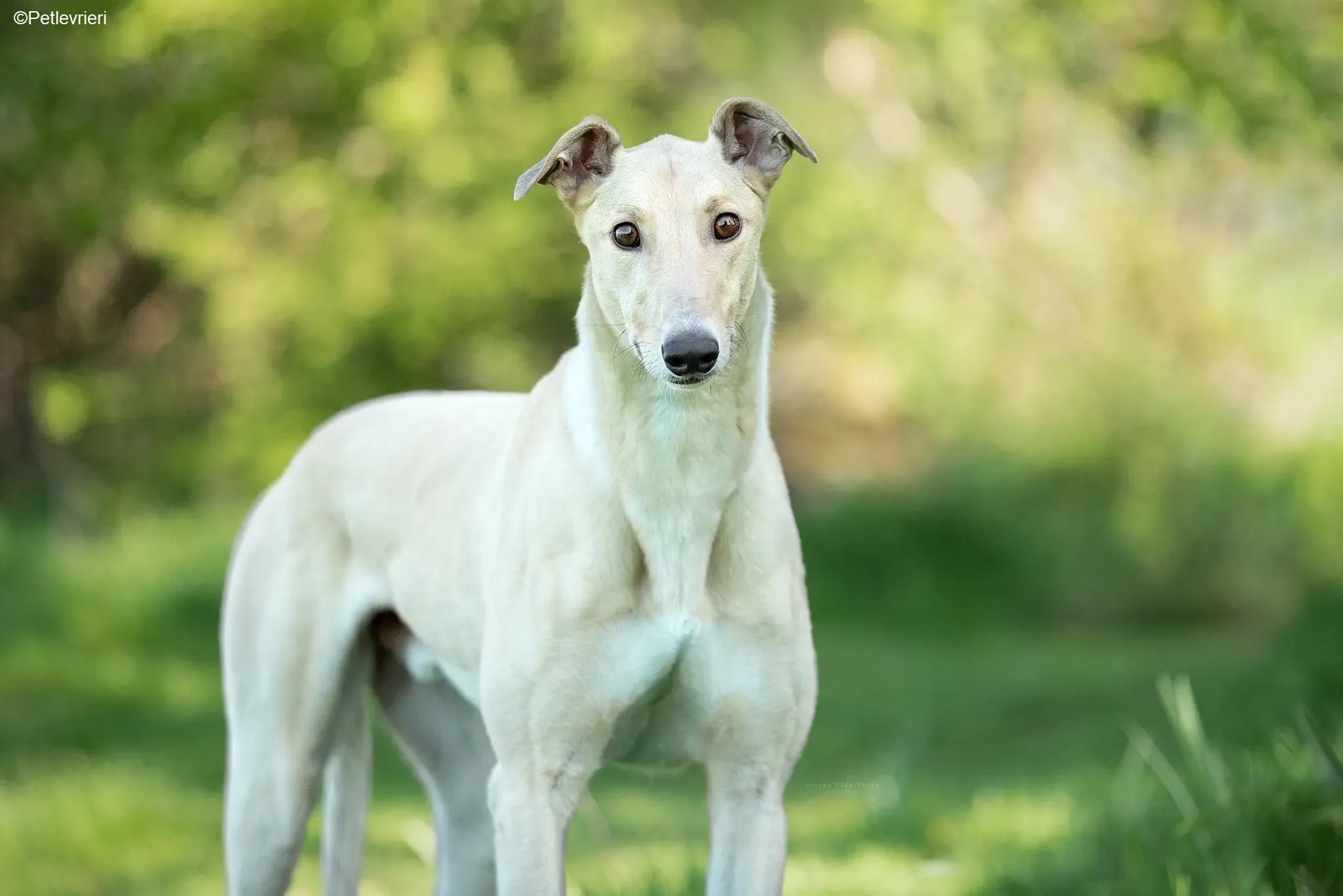 Charlie adozione levrieri greyhound 2