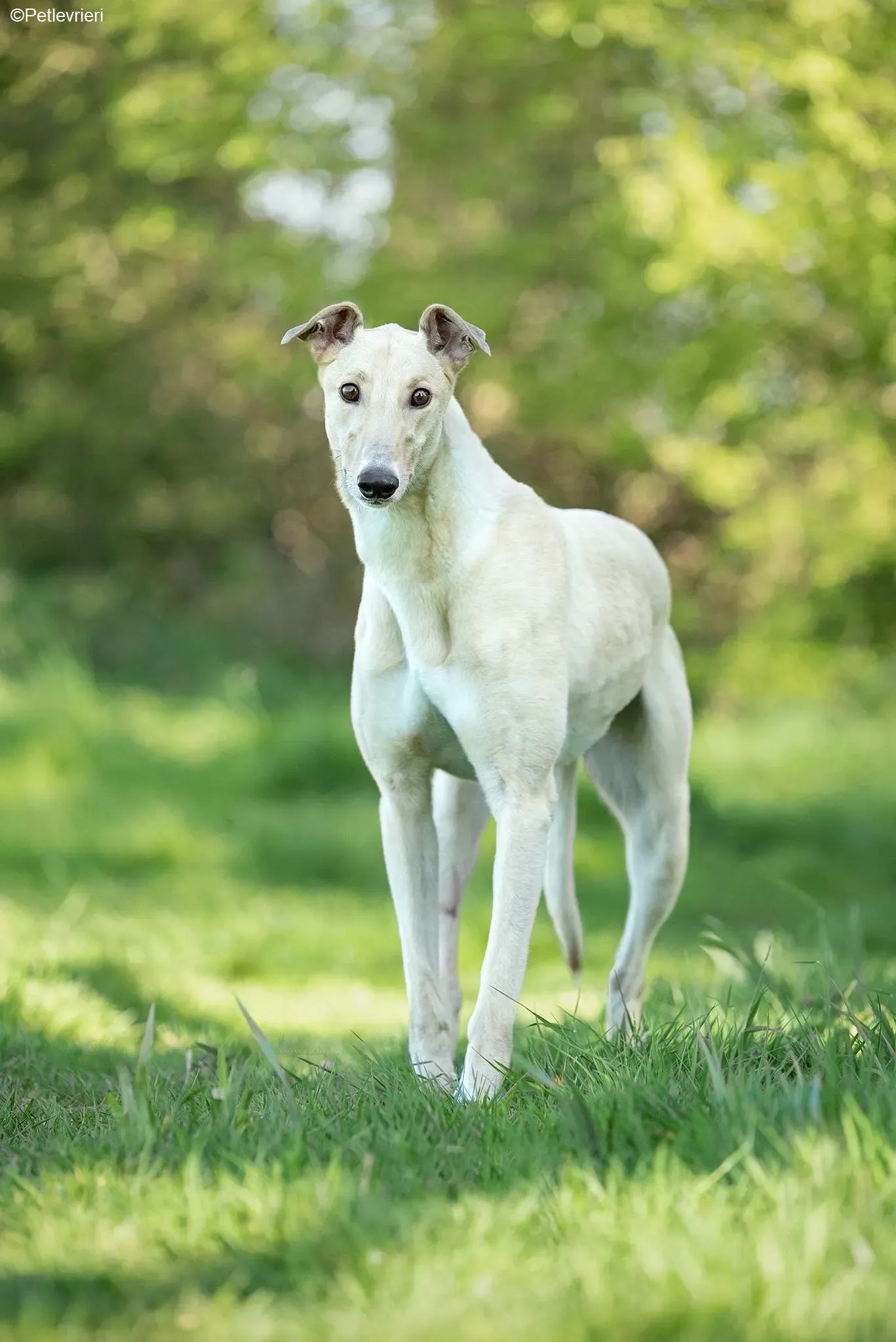 Charlie adozione levrieri greyhound 3