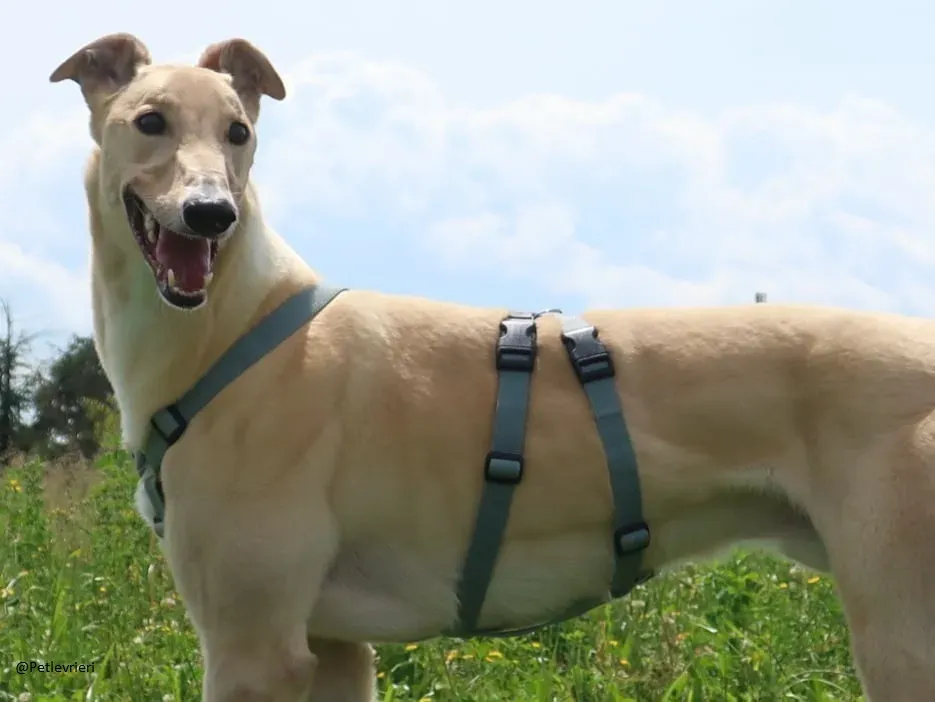 Charlie greyhound adozione levrieri foster 1