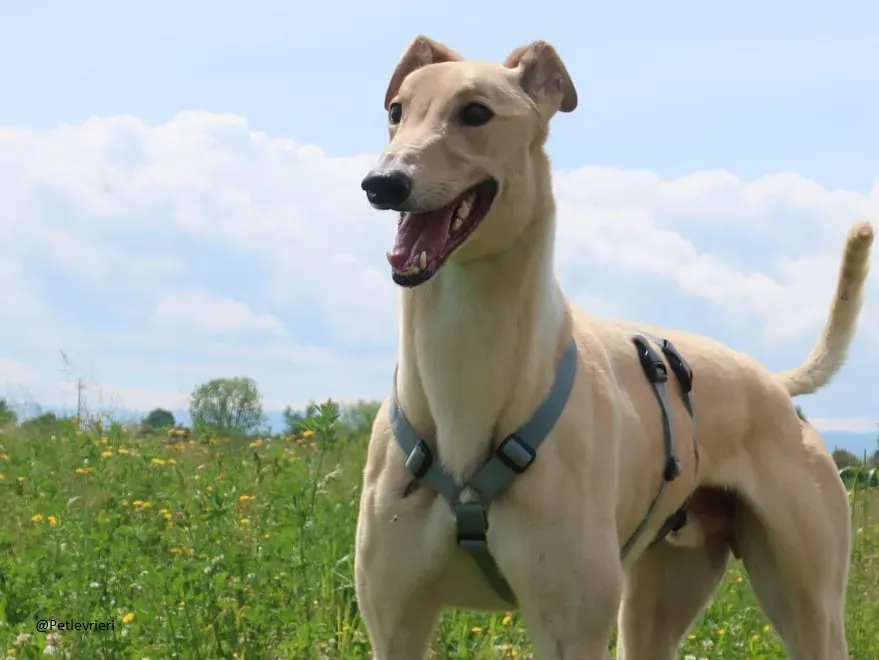Charlie greyhound adozione levrieri foster 2