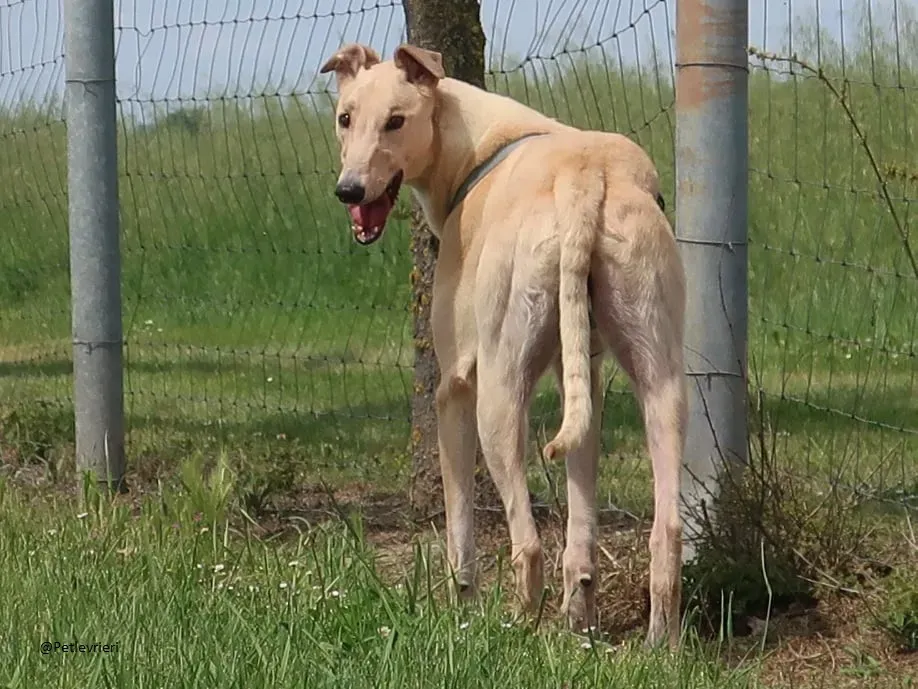 Charlie greyhound adozione levrieri foster 3