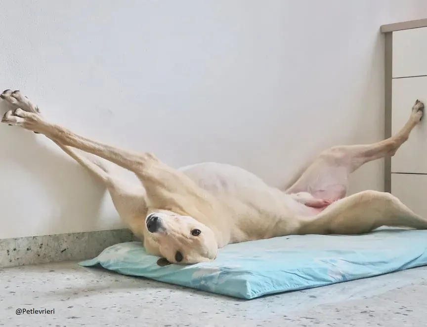 Charlie greyhound adozione levrieri foster 4