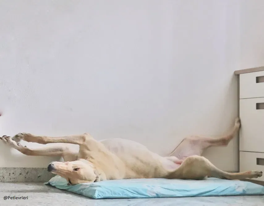 Charlie greyhound adozione levrieri foster 5