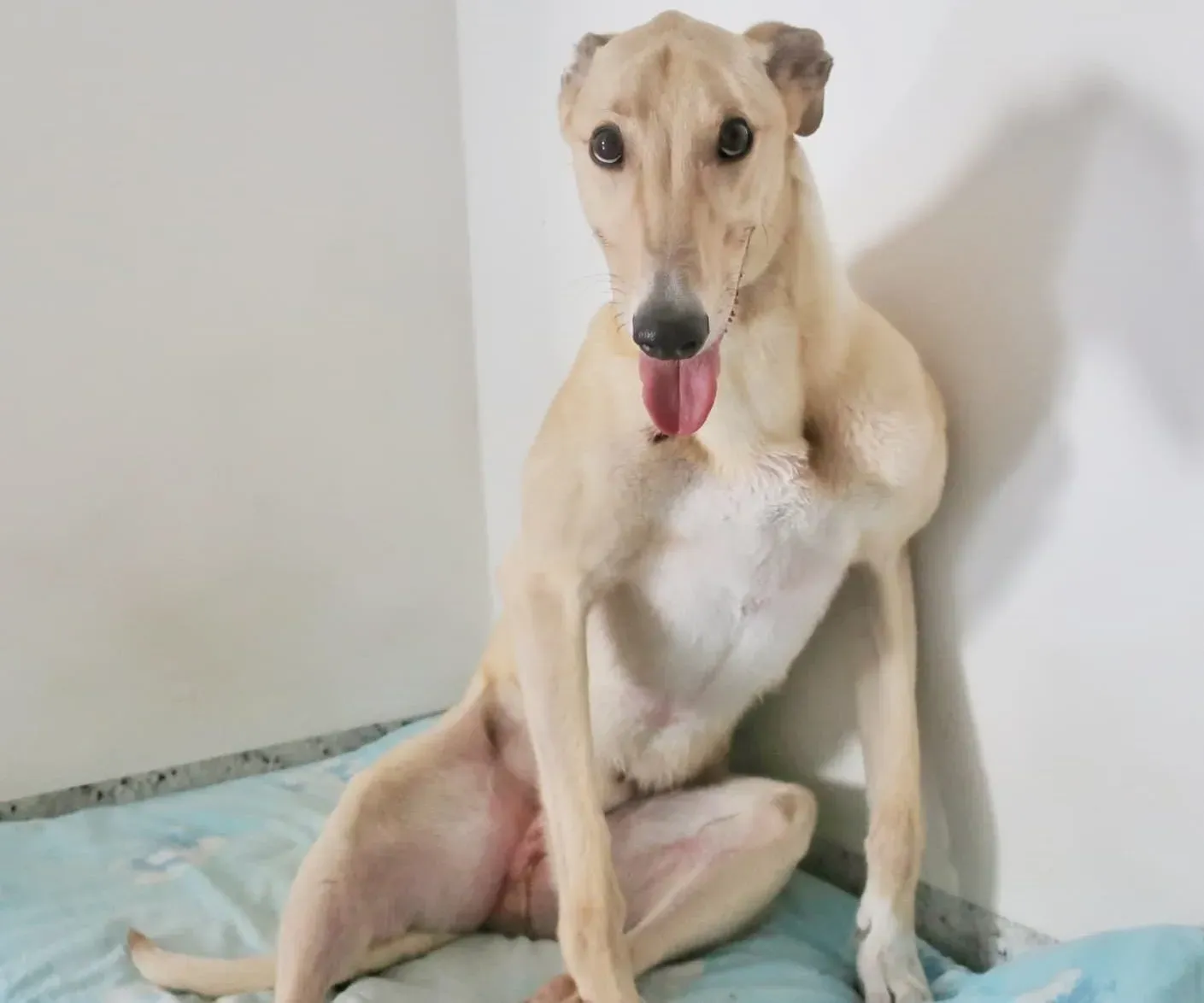 Charlie greyhound adozione levrieri foster 6 e1621762905569