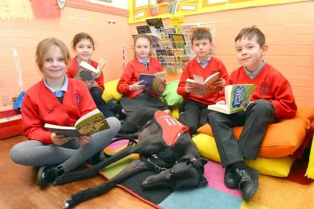 Charlie greyhound pet scuola UK