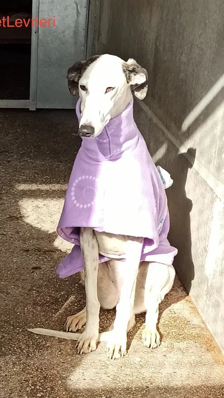 Cheisa adozione levrieri galgo 1