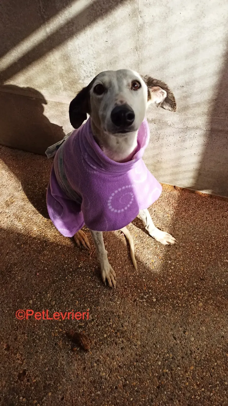 Cheisa adozione levrieri galgo 2