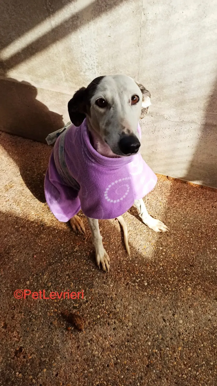 Cheisa adozione levrieri galgo 3