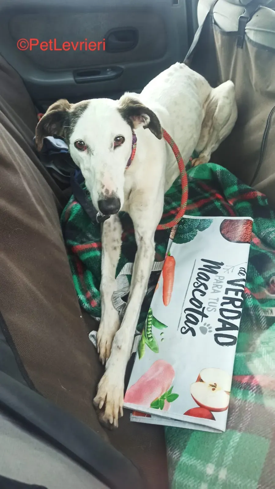 Cheisa adozione levrieri galgo 4