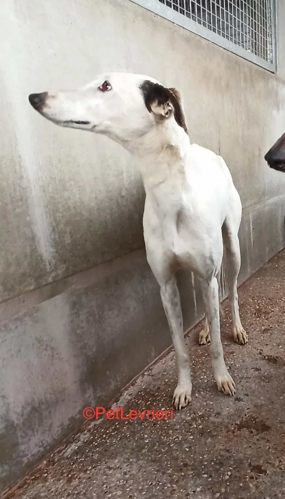 Cheisa adozione levrieri galgo 5