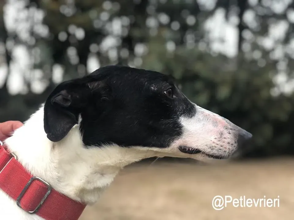 Chess adozioni levrieri galgo1