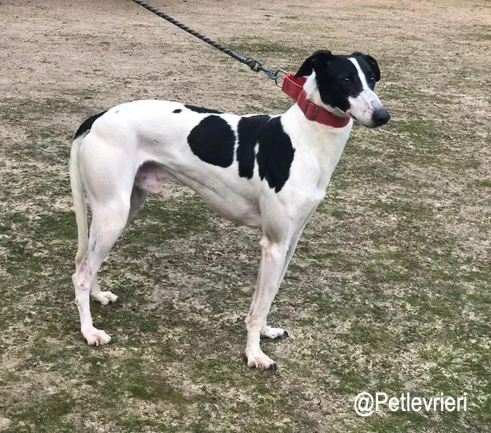 Chess adozioni levrieri galgo2