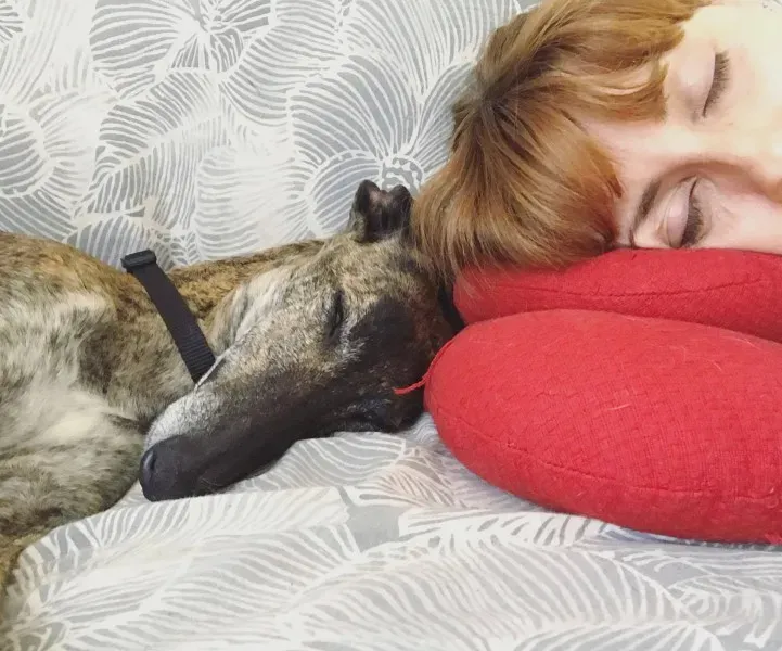 Chicana galgo petlevrieri petlevrierionlus