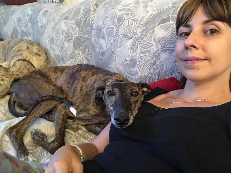 Chicana galgo petlevrieri petlevrierionlus 1