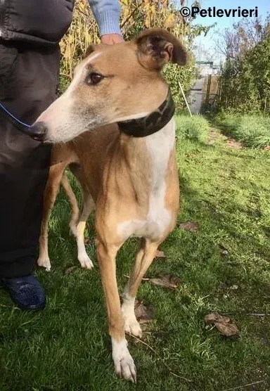 Chip 1202 adozione levrieri galgo 1