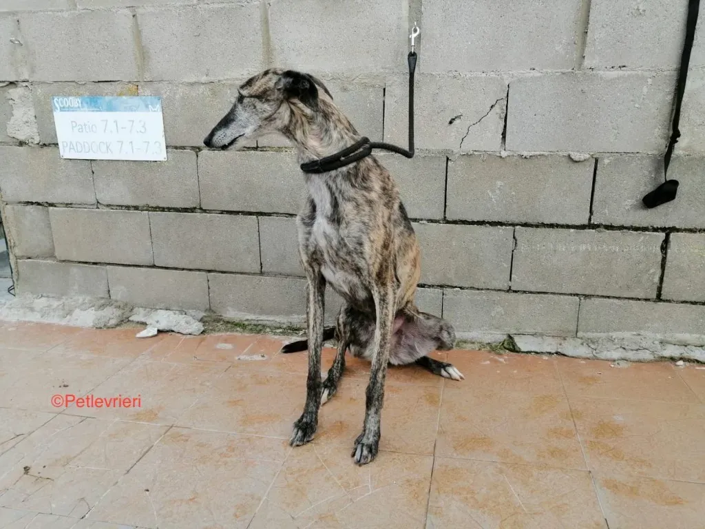 Chip 1924 adozione levrieri galgo 2jpg