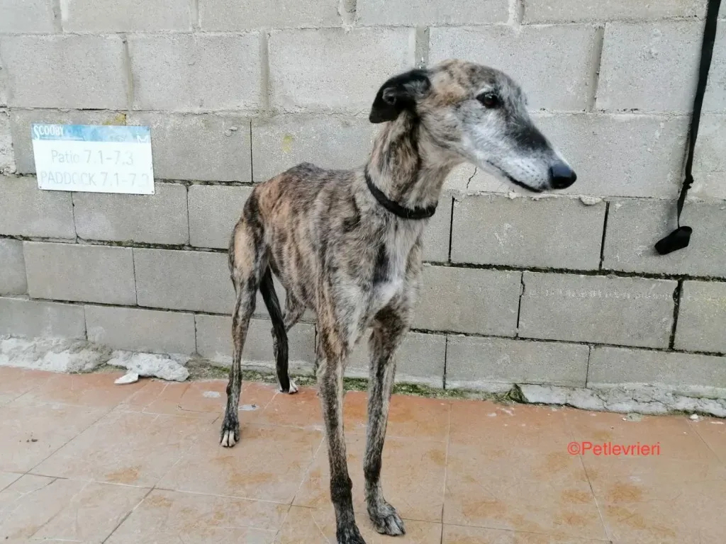 Chip 1924 adozione levrieri galgo 3jpg