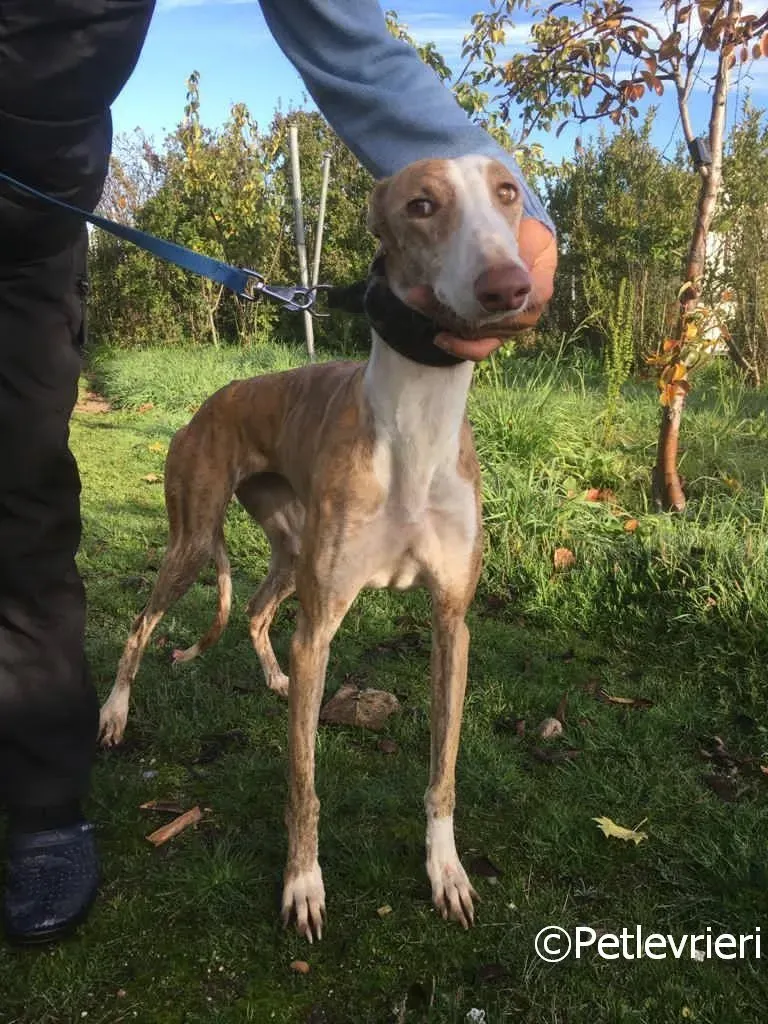 Chip 2001 adozione levrieri galgo 01 risultato