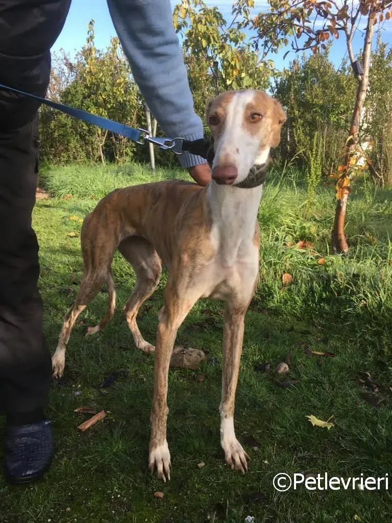 Chip 2001 adozione levrieri galgo 02 risultato