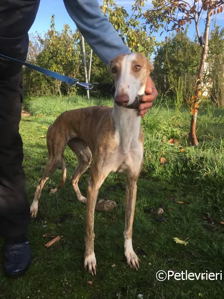 Chip 2001 adozione levrieri galgo 03 risultato