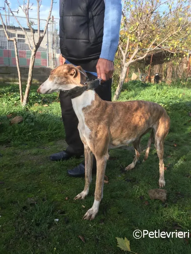 Chip 2001 adozione levrieri galgo 04 risultato