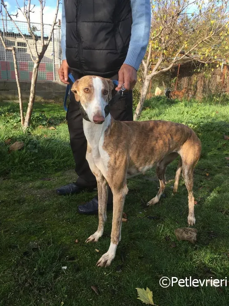 Chip 2001 adozione levrieri galgo 05 risultato