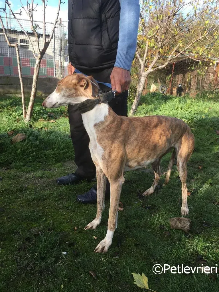 Chip 2001 adozione levrieri galgo 06 risultato