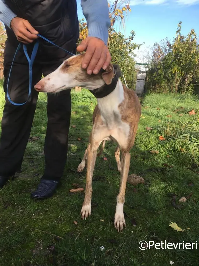 Chip 2001 adozione levrieri galgo 07 risultato