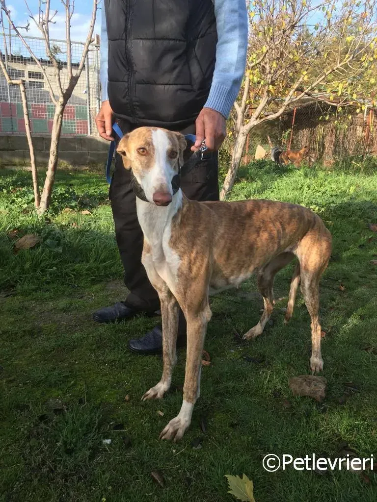 Chip 2001 adozione levrieri galgo 08 risultato