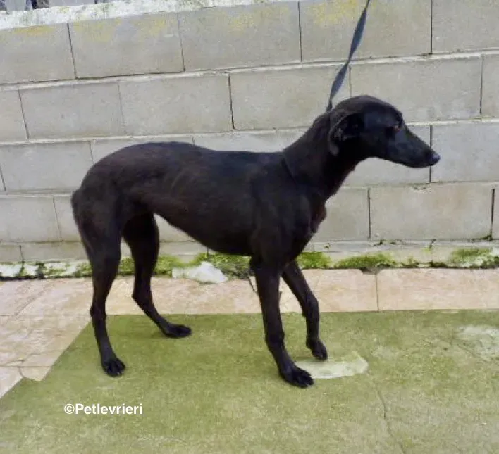 Chip 3012 adozione levrieri galgo 01