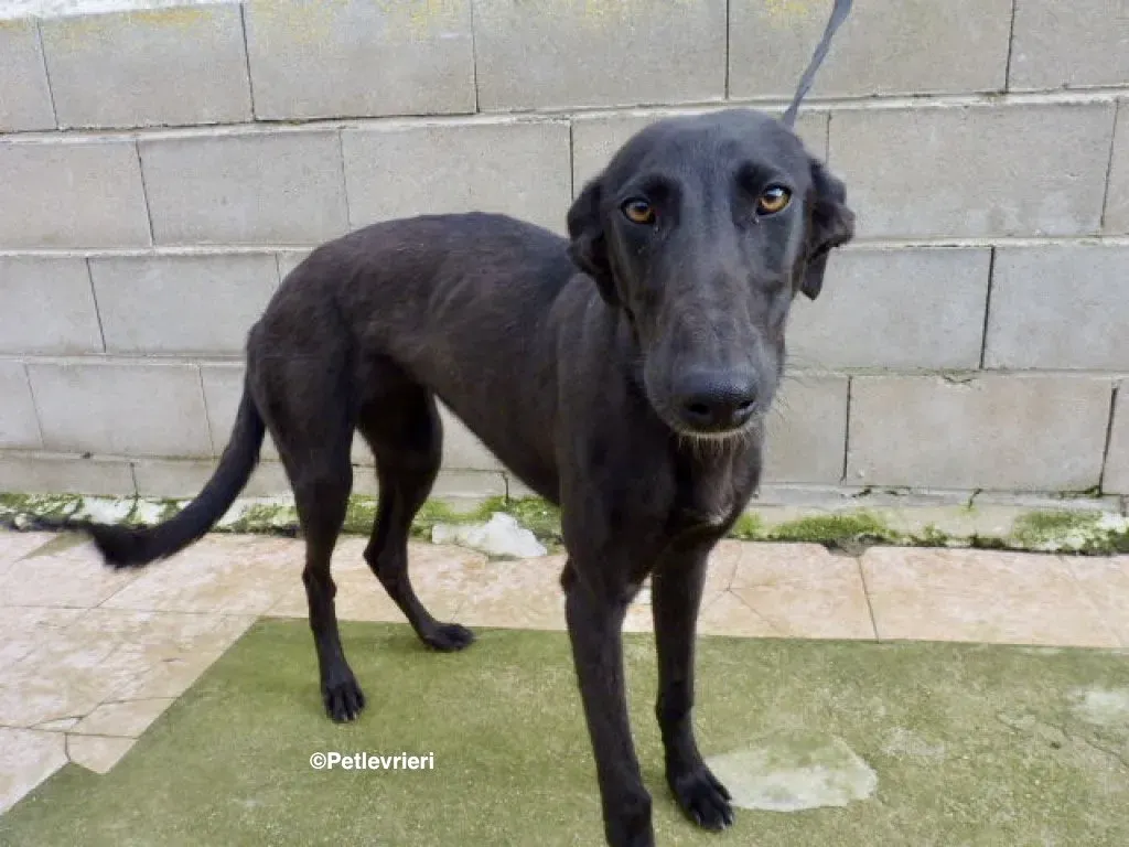 Chip 3012 adozione levrieri galgo 02