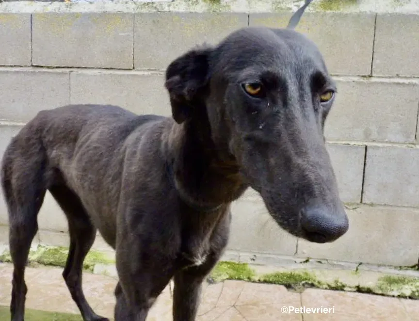 Chip 3012 adozione levrieri galgo 03