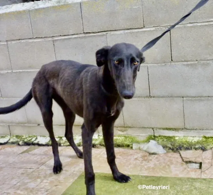 Chip 3012 adozione levrieri galgo 04