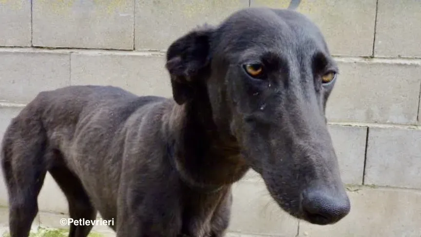 Chip 3012 adozione levrieri galgo 05