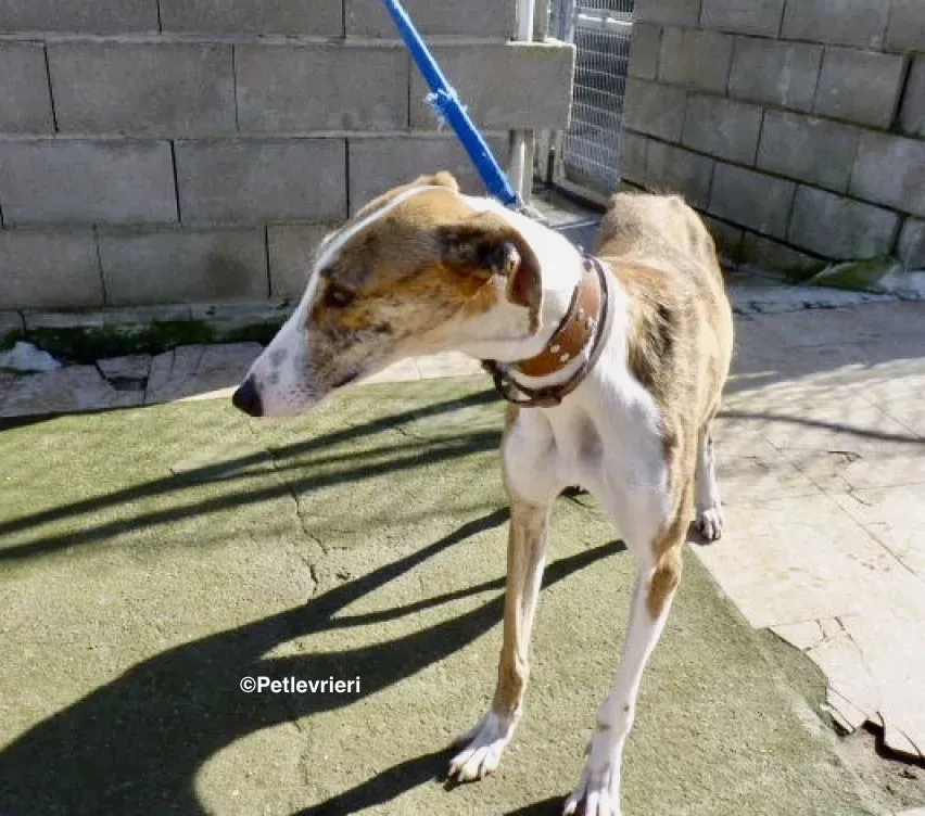 Chip 3212 adozione levrieri galgo 01