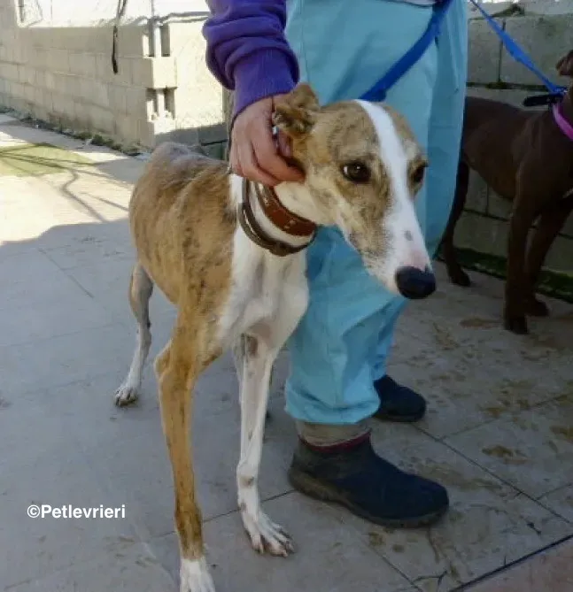 Chip 3212 adozione levrieri galgo 02