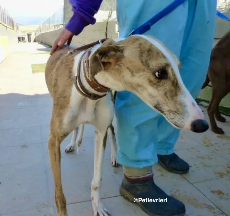 Chip 3212 adozione levrieri galgo 03