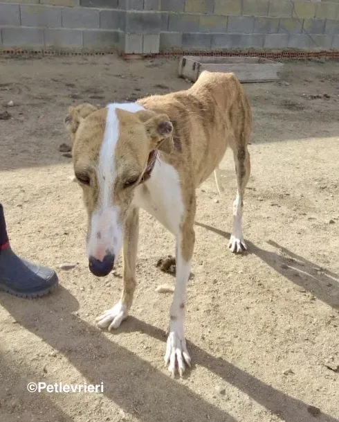 Chip 3212 adozione levrieri galgo 05