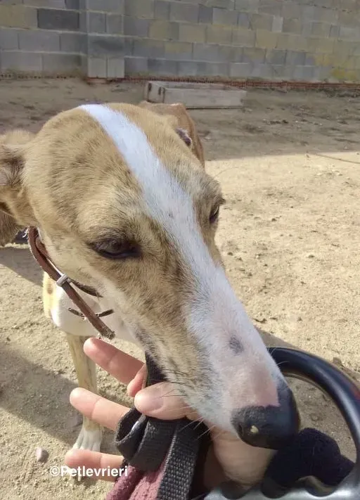 Chip 3212 adozione levrieri galgo 06