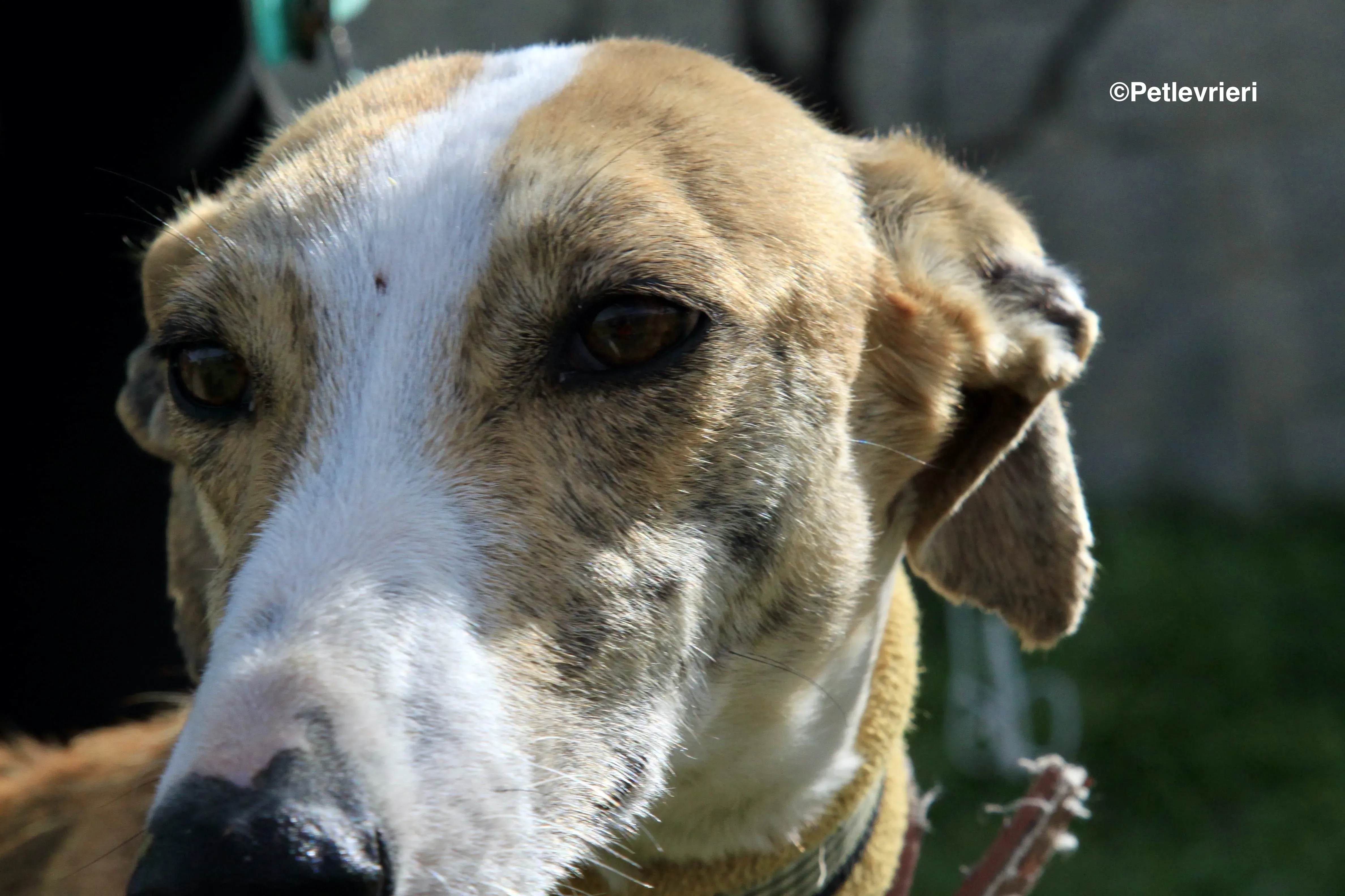 Chip 3212 adozione levrieri galgo 10